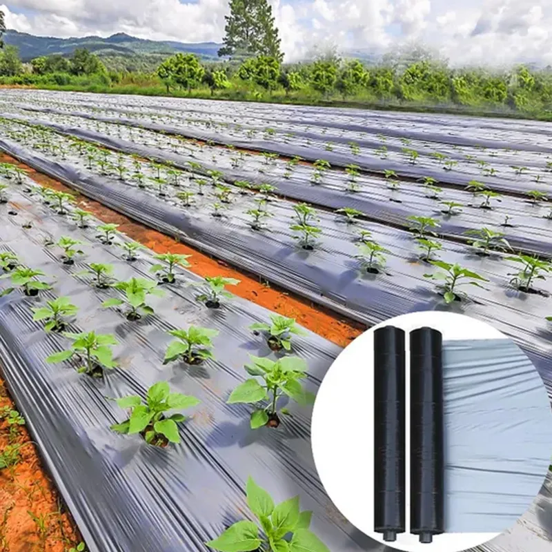 Silver Black Mulching